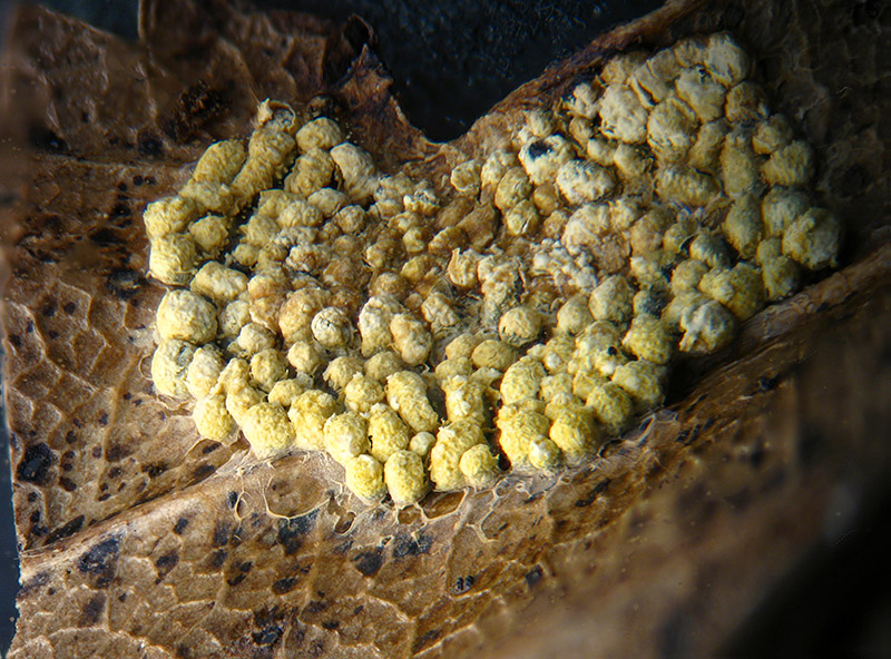 Physarum conglomeratum
